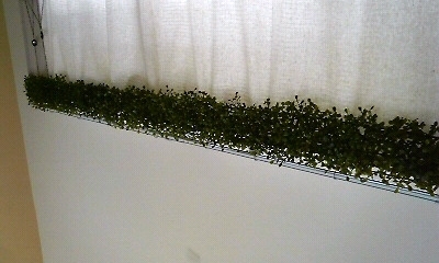 応募作品 カーテンレール飾り あいん様 28 歳 女性 コメント グリーンマットを半分にカットしてワイヤーなどでつなげてカーテンレールにひっかけただけの簡単リメイク 作品に使用したseria商品 グリーンマット 作品に使用したseria商品 は 応募作品 カーテンレール飾り あいん様 28 歳 女性 コメント グリーンマットを半分にカットしてワイヤーなどでつなげてカーテンレールにひっかけただけの簡単リメイク 作品に使用したseria商品 グリーンマット 作品に使用したseria商品 は