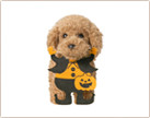 イメージ:ペット用スタイ ハロウィン